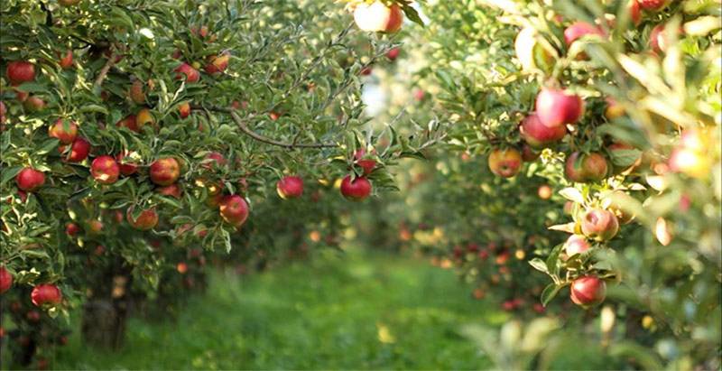 Zašto je dobro ulagati novac u voćnjak